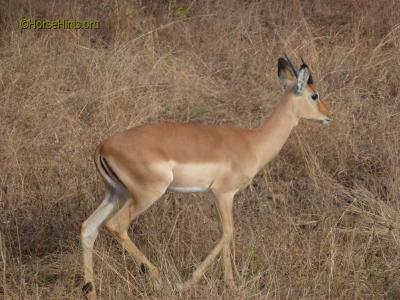 Image: CopyrightHorseHints.org/Young male impala. Small horns.