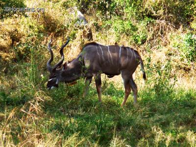 Image: CopyrightHorseHints.org/Male Kudu/Notice the bird under his belly.