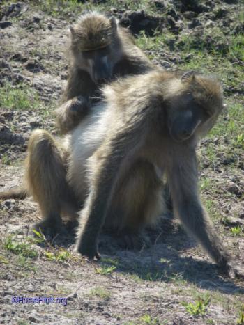 Image: Baboons/Chobe/CopyrightHorseHints.org