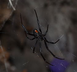 Image: Black and Brown Widow Spider (Latrodectes)/Wikipedia/Author Bloomingdedalus/Creative Commons