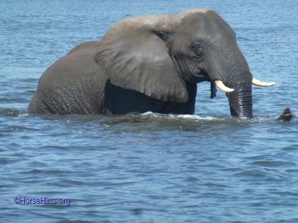 Image: CopyrightHorseHints.org/Elephant crossing Chobe River