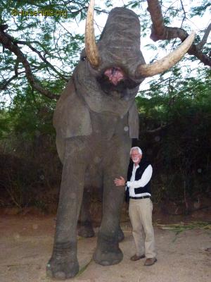 Image: CopyrightHorseHints.org/Elephant Adventure Johannesburg/Bill