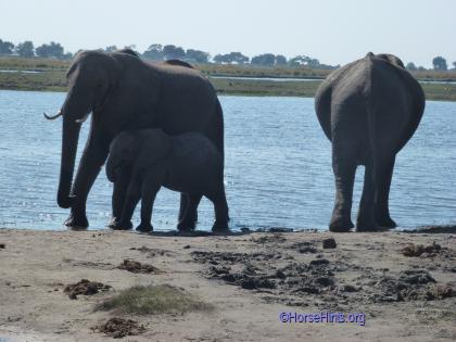 Image: CopyrightHorseHints.org/Elephants on shore/Chobe River