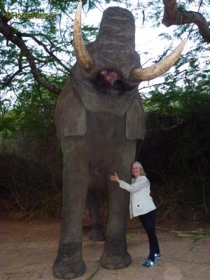 Image: CopyrightHorseHints.org/Elephant Adventure Johannesburg/Deb