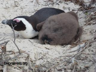Jackass Penguins/Cape of Good Hope
