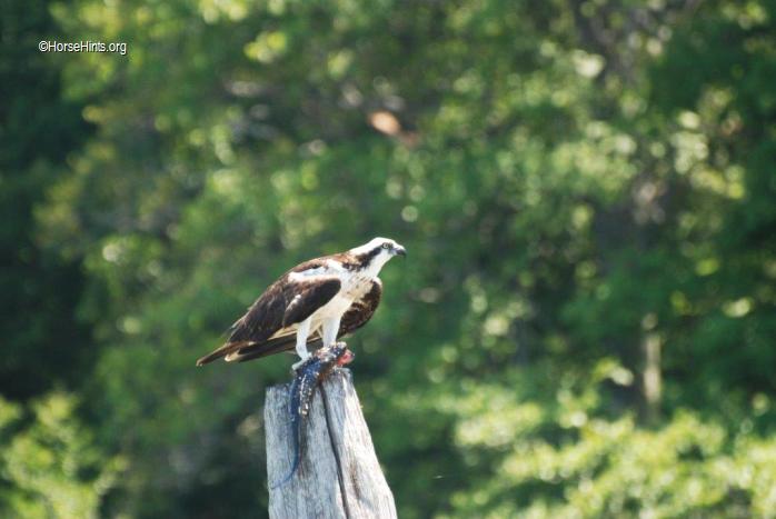 Image: CopyrightHorsseHints.org/Osprey with fish in talons.