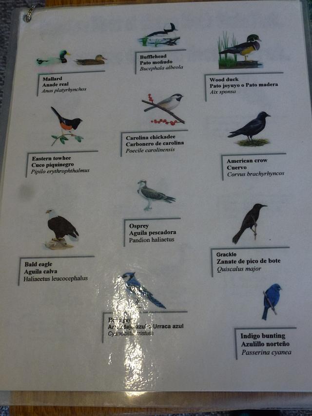 Mason Neck State Park, Virginia/Common Birds Seen/Charts