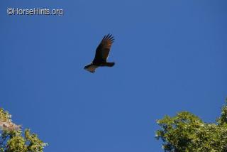 Image: CopyrightHorseHints.org/Turkey Vulture/Mason Neck State Park, VA