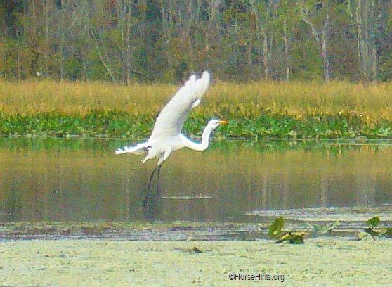 Image: CopyrightHorseHints.org/Flying egret/Pohick Bay