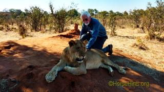 Image: CopyrightHorseHinats.org/Lion Encounter/Zimbabwe/Bill