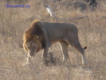 Image: Male Lion/CopyrightHorseHints.org