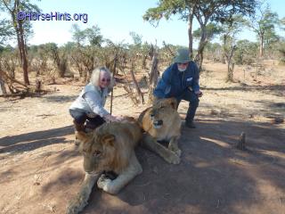 Walking with the Lions/Zimbabwe/Bill and Deb