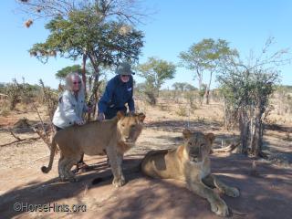 Walk With the Lions/Zimbabwe/CopyrightHorseHints.org